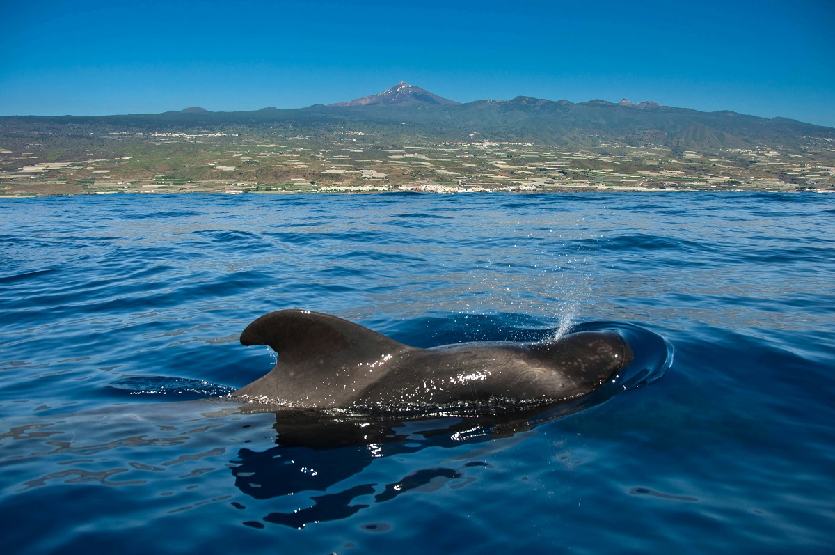whale and dolphin watching