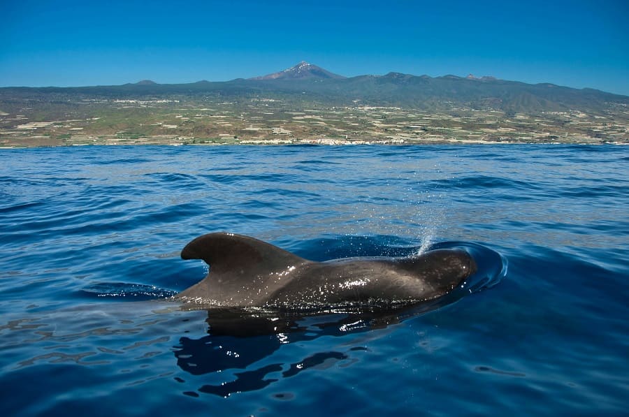 dolphin and whale boat trip tenerife